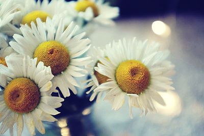 Close-up of white daisy flowers