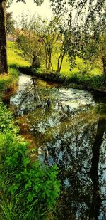 Scenic view of lake in forest