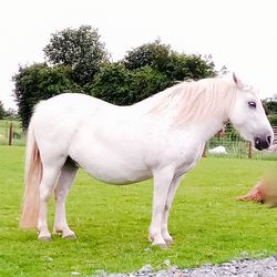 Horse standing in a field