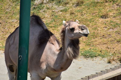 Camel standing in a sunlight