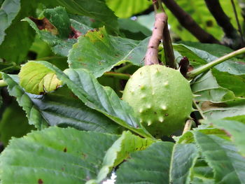 Close-up of berries growing on plant