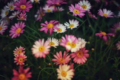 Close-up of daisy flowers