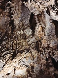 Full frame shot of tree trunk