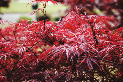 Close-up of red maple leaves on tree