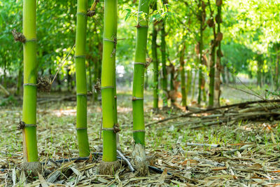 Bamboo trees in forest