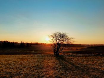 Silhouette bare tree on field against sky during sunset