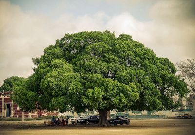 View of trees against sky