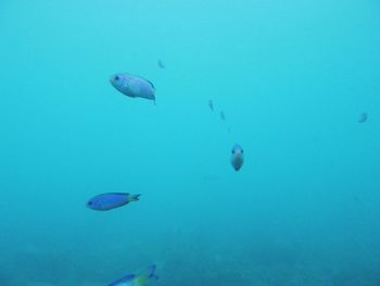 Jellyfish swimming in sea