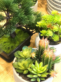 High angle view of potted plants