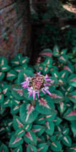 Close-up of purple flowering plant