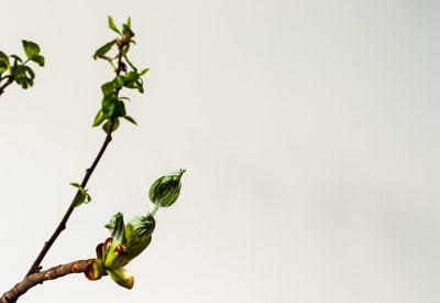 Close-up of flowering plant against clear sky