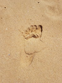 High angle view of lizard on sand at beach