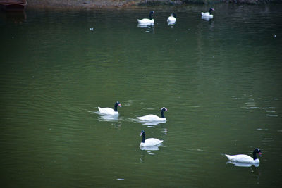 Swans swimming on lake