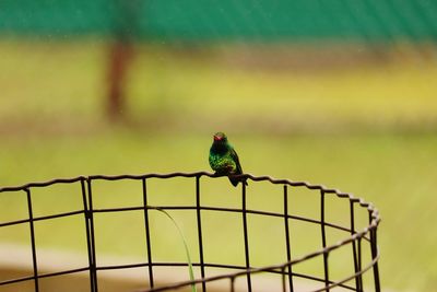 Close-up of bird perching on metal