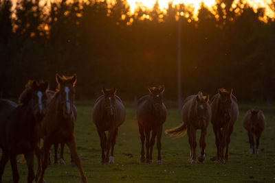 Horses in a field