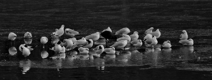 Swans swimming in lake