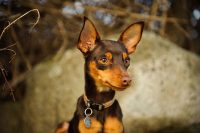 Close-up portrait of dog