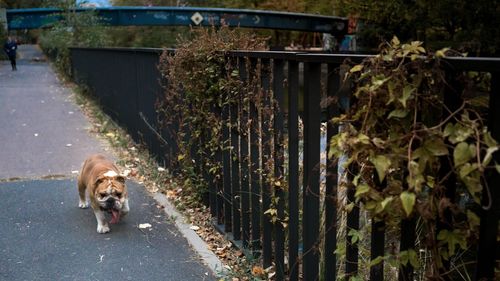 Portrait of dog walking on footpath