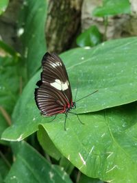 Butterfly on leaf