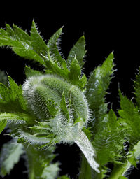 Close-up of fern leaves against black background