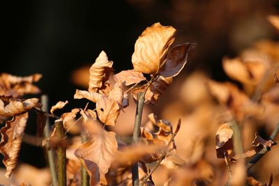 Close-up of wilted plant during autumn