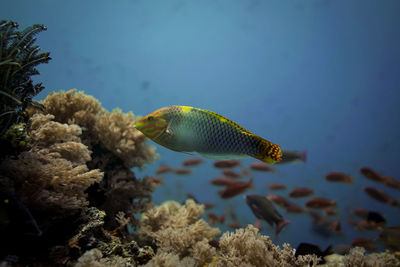 Close-up of fish swimming in sea