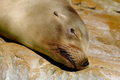 Close-up of a seal 