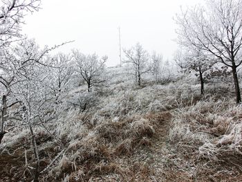 Bare trees on landscape against clear sky