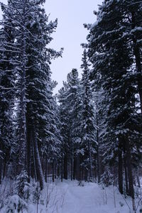 Snow covered trees in forest against sky