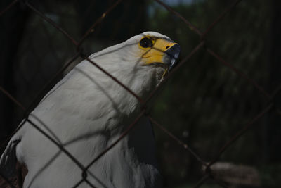Close-up of a bird perching