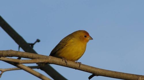 Low angle view of bird perching on tree