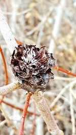 Close-up of dry plant during winter