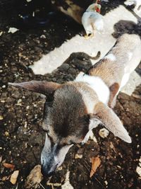 High angle view of dog on field