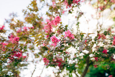 Low angle view of pink flowering tree