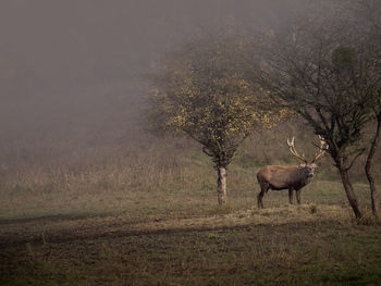 Horse standing in a field