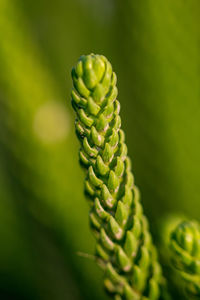 Close-up of fern growing on plant