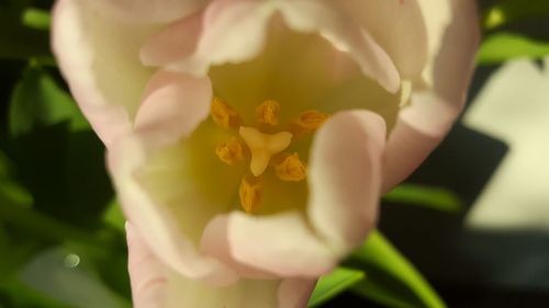 Close-up of hand holding flowers