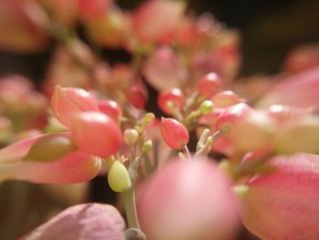 Close-up of pink flowering plant