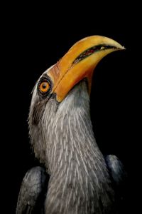 Close-up of hornbill against black background