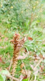 Close-up of lizard on grass