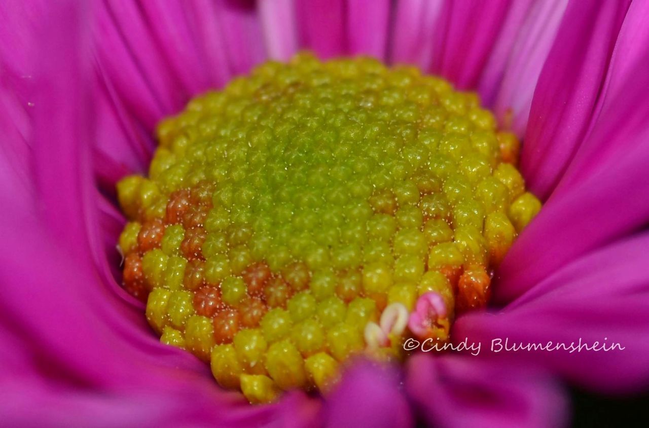 freshness, flower, petal, close-up, flower head, yellow, extreme close-up, full frame, fragility, selective focus, single flower, pink color, backgrounds, macro, beauty in nature, pollen, growth, stamen, nature, detail