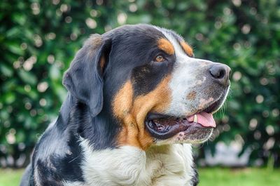 Close-up of dog looking away