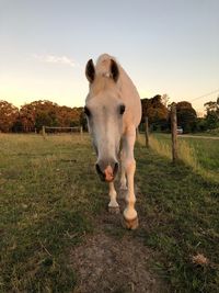 Horse standing in ranch