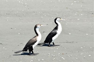 Birds perching on sand at beach