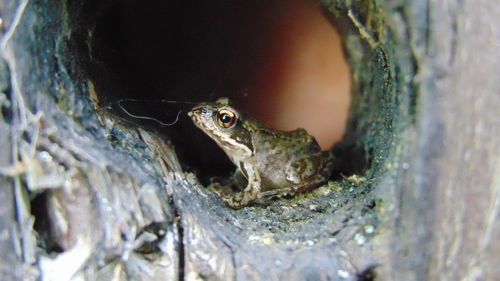 Close-up of frog on tree trunk