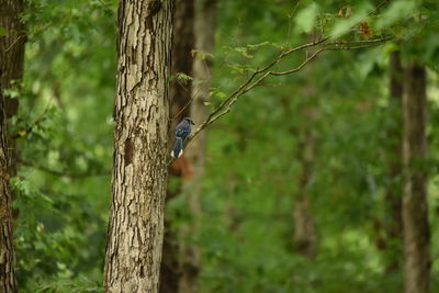 Bird perching on tree trunk in forest