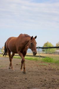 Horse standing in ranch against sky