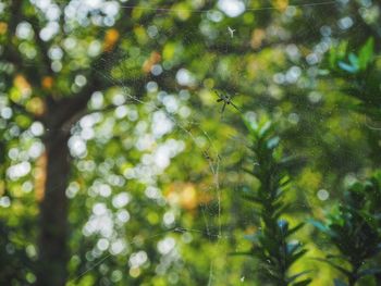 Low angle view of wet tree in forest