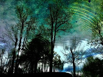 Low angle view of trees in forest against sky