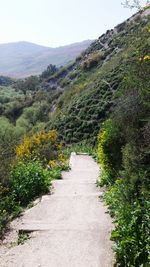 Footpath leading towards trees